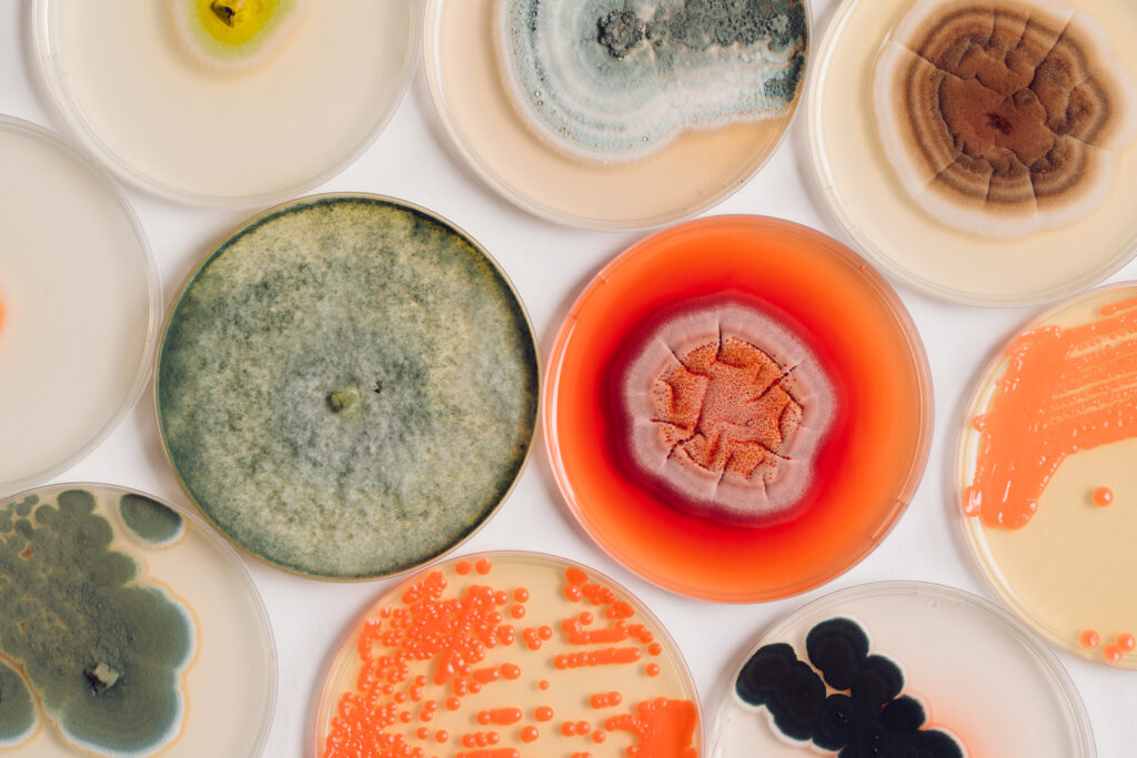 Petri dishes and disks or organic matters used to create natural dye