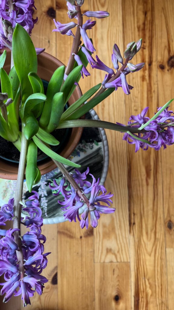 A purple hyacinth in full bloom - suggested as a present to yourself for doing spring cleaning with a vacuum.