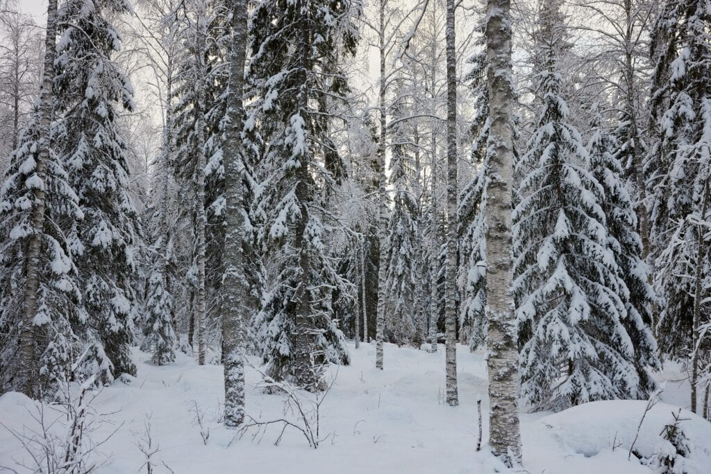 Winter scene of a Cedar forest in Finland, where the wood felled is used to make the famous Artek 60 stool.
