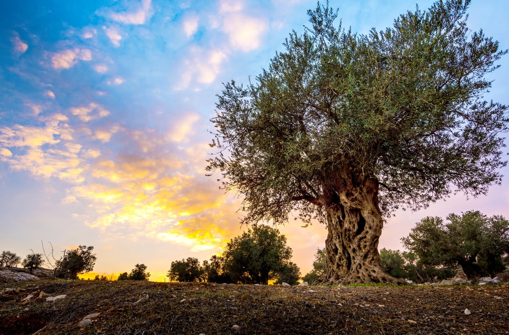 An ancient olive tree standing alone against a dramatic sunset sky.